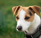 Jack Russell Terrier - 24