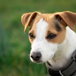 Jack Russell Terrier - 24