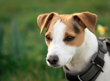 Jack Russell Terrier - 24