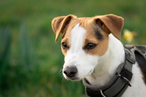 Jack Russell Terrier - 24