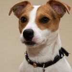 Jack Russell Terrier - 25