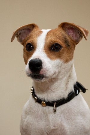 Jack Russell Terrier - 25