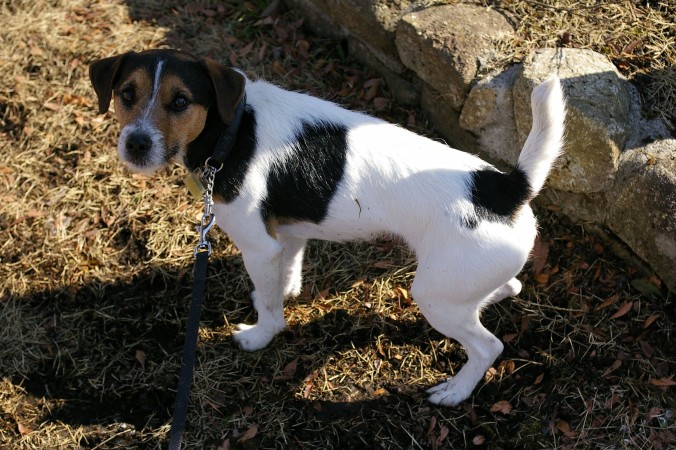 Jack Russell Terrier - 26