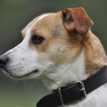 Jack Russell Terrier - 27