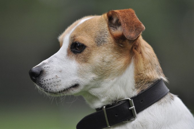 Jack Russell Terrier - 27