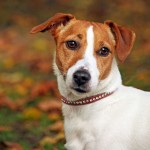 Jack Russell Terrier - 28