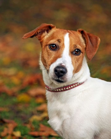 Jack Russell Terrier - 28