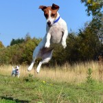 Jack Russell Terrier - 29