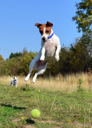 Jack Russell Terrier - 29