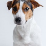 Jack Russell Terrier - 30