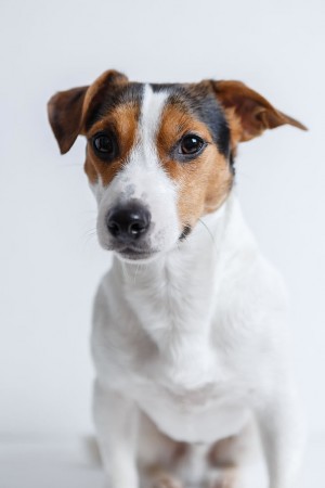 Jack Russell Terrier - 30