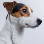 Jack Russell Terrier - 31