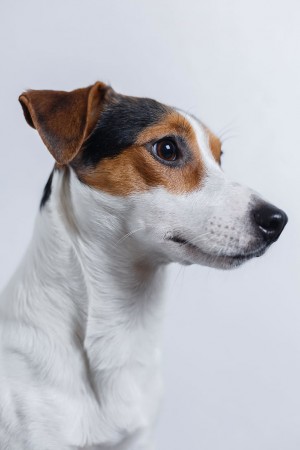 Jack Russell Terrier - 31