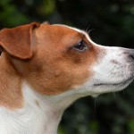 Jack Russell Terrier - 32