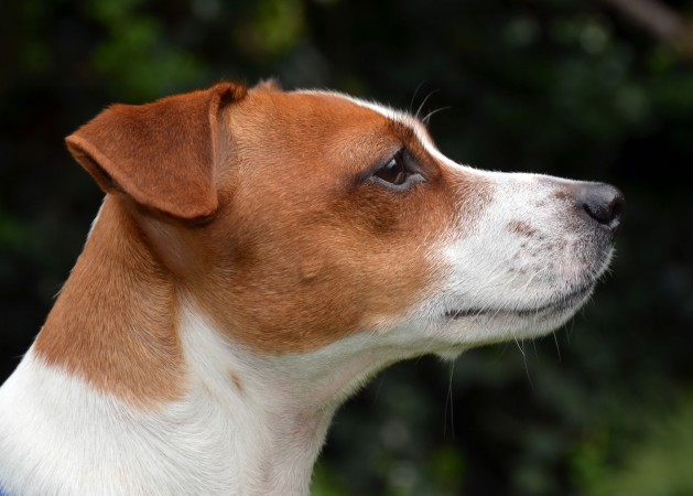 Jack Russell Terrier - 32