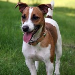 Jack Russell Terrier - 33