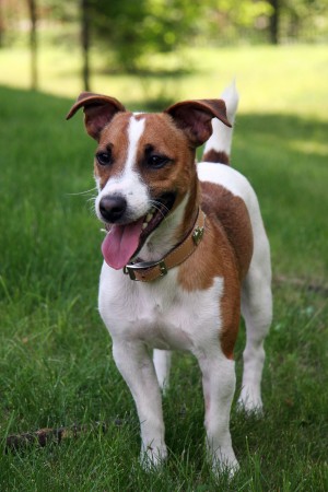 Jack Russell Terrier - 33