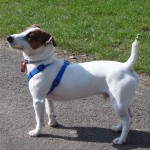 Jack Russell Terrier - 34