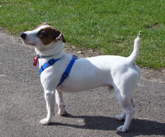 Jack Russell Terrier - 34