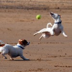 Jack Russell Terrier - 36