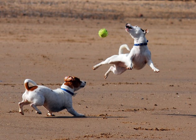 Jack Russell Terrier - 36