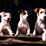 Jack Russell Terrier - 37