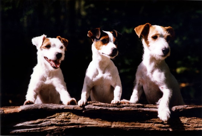 Jack Russell Terrier - 37