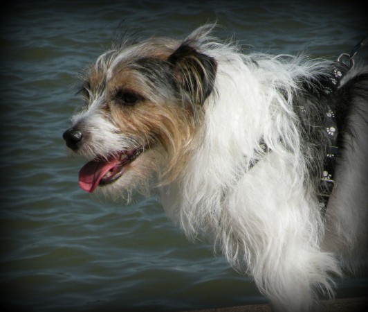 Rough Coated Jack Russell Terrier - 39