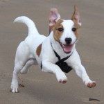 Jack Russell Terrier - 40