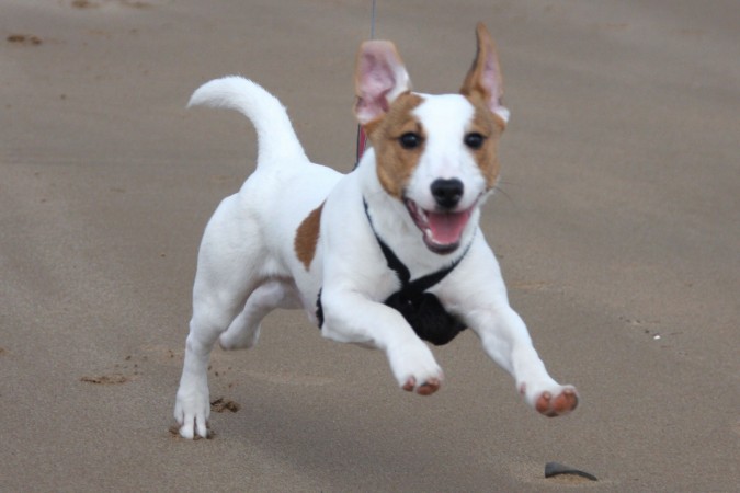 Jack Russell Terrier - 40