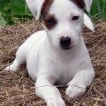 Jack Russell Terrier - 41