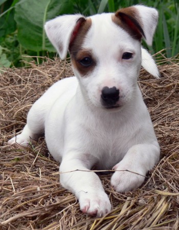 Jack Russell Terrier - 41