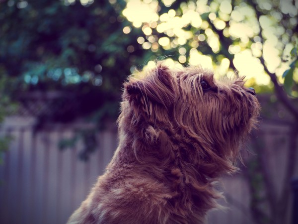 Norfolk Terrier - 02