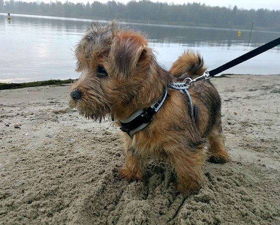 Norfolk Terrier - 04