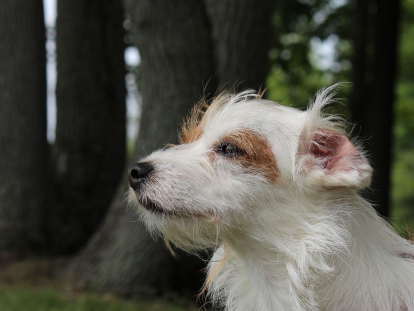 Norfolk Terrier - 06