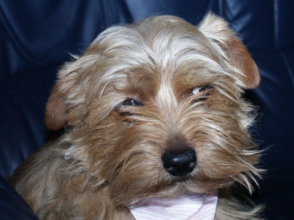 Norfolk Terrier - 07