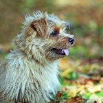Norfolk Terrier - 09