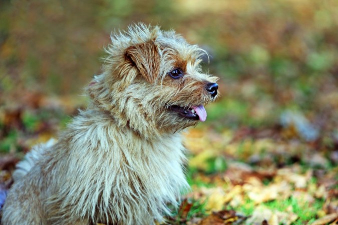 Norfolk Terrier - 09