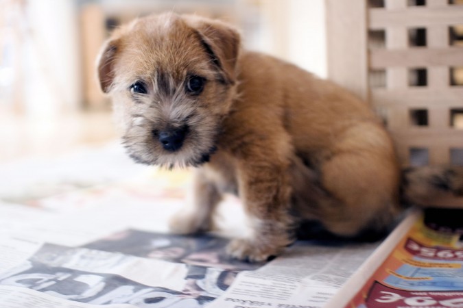 Norfolk Terrier puppy - 10