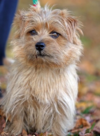 Norfolk Terrier - 11