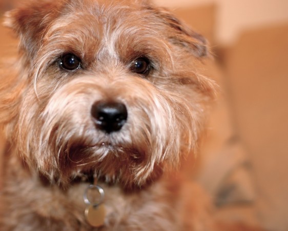 Norfolk Terrier - 12