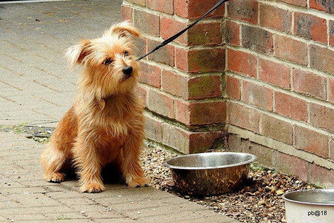 Norfolk Terrier - 13