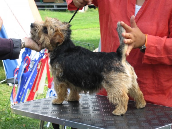 Norfolk Terrier - 14