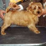 Norfolk Terrier - 15