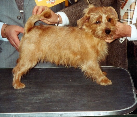 Norfolk Terrier - 15