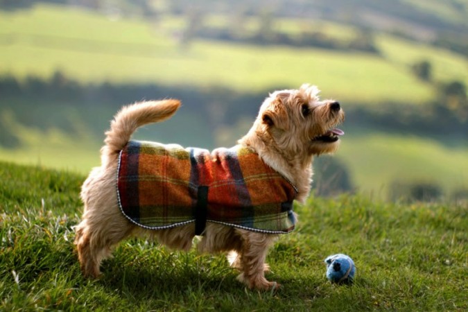 Norfolk Terrier - 16