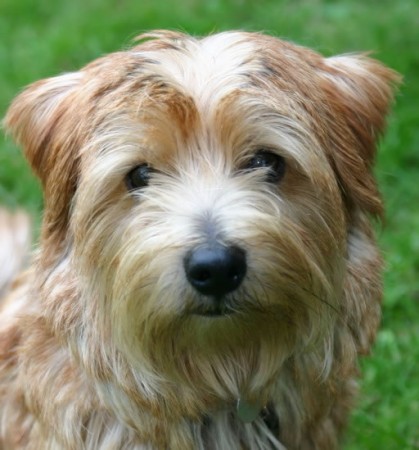 Norfolk Terrier - 17