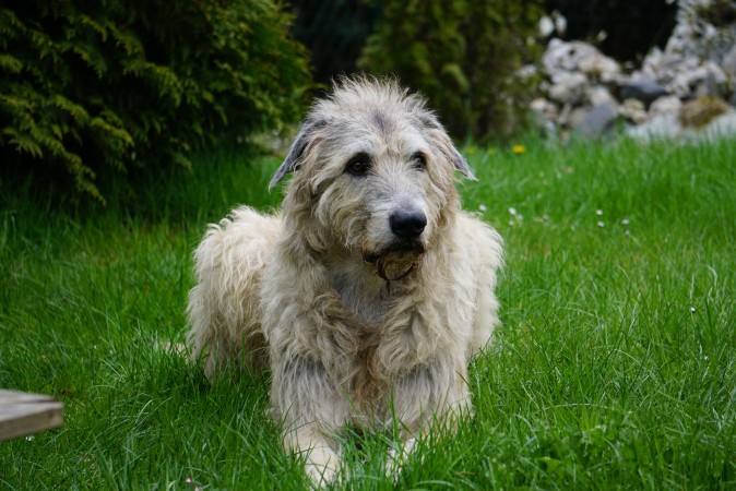 Otterhound - 01