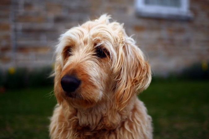 Otterhound - 05