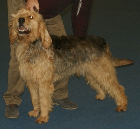 Otterhound - 06